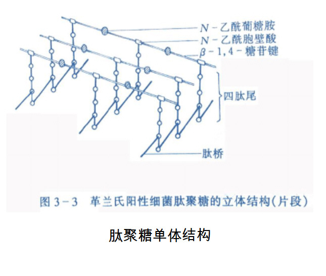 上海交通大学微生物复习笔记知识点,Snap355.jpg,上海交通大学,知识点,第1张