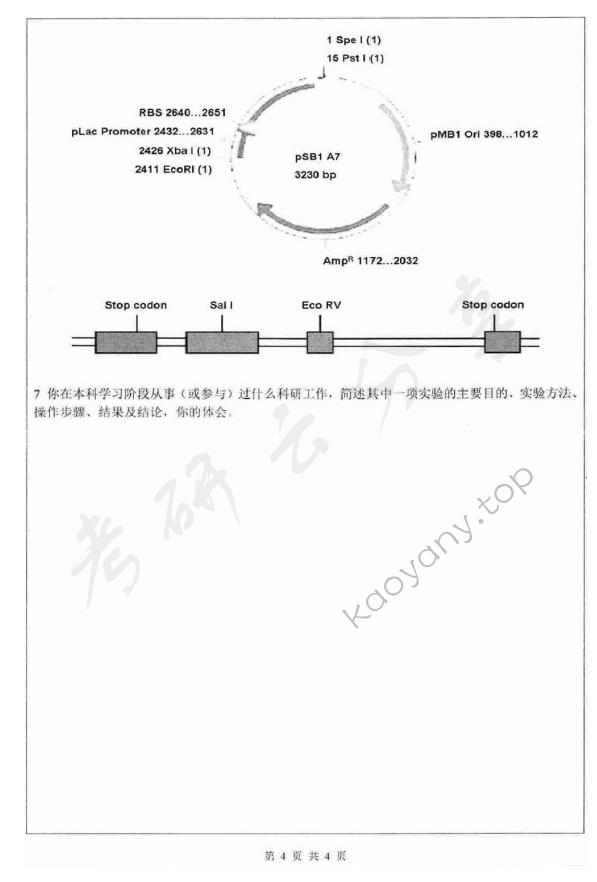 2011年深圳大学911分子生物学考研真题.rar,深圳大学分子生物学,深圳大学,分子生物学,第4张