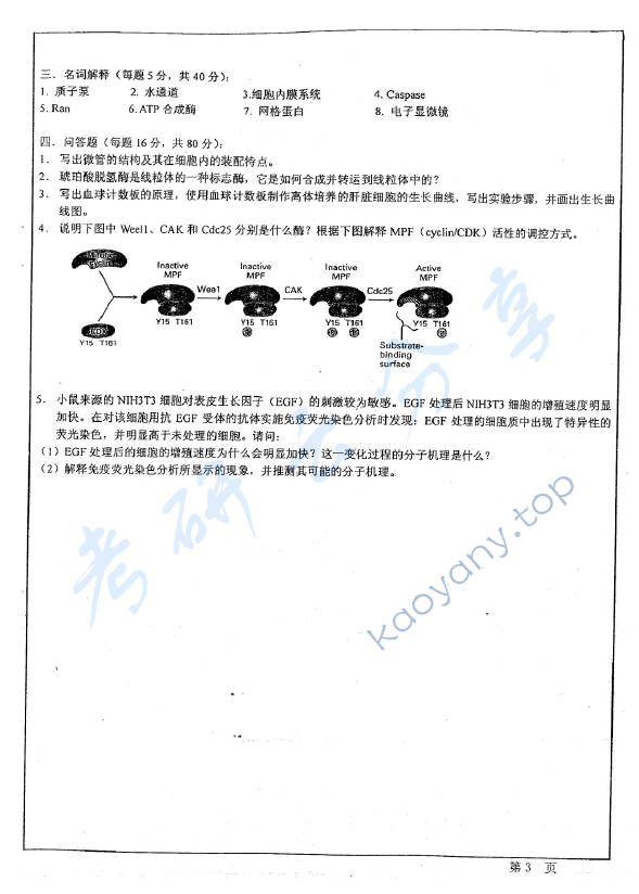 2012年华东师范大学651细胞生物学A考研真题,华东师范大学细胞生物学,华东师范大学,细胞生物学,第3张